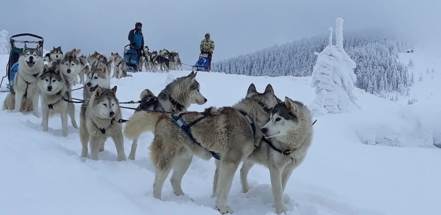 DESCOPERĂ SĂLBĂTICIA MUNȚILOR HARGHITA ALĂTURI DE HUSKY