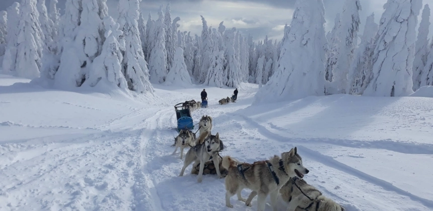 DESCOPERĂ SĂLBĂTICIA MUNȚILOR HARGHITA ALĂTURI DE HUSKY